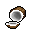 a coconut
